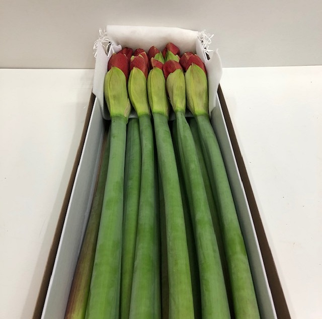 Hippeastrum ferrari.jpg